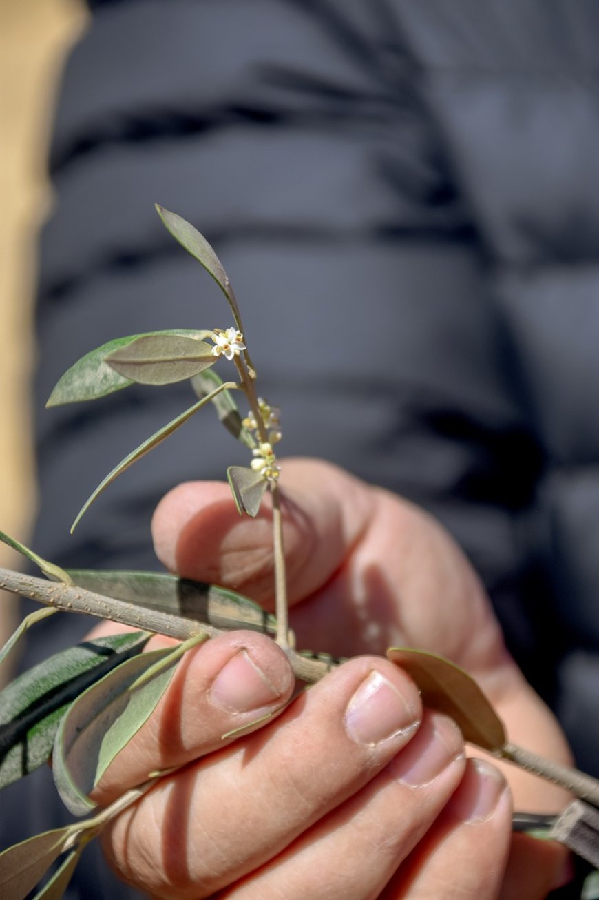 Alcaldía de Tarija pone en marcha plantación de 10 mil plantines de olivo en parcelas del área rural