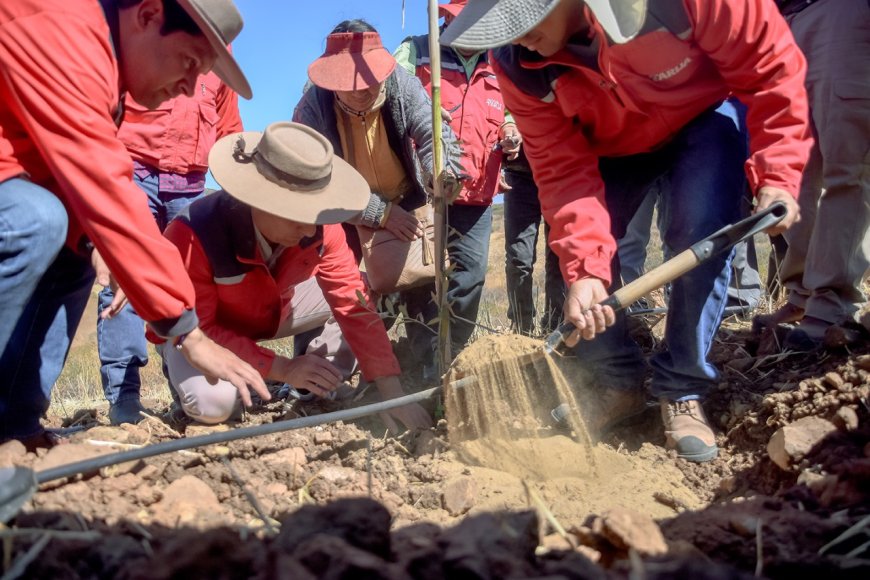 Alcaldía de Tarija pone en marcha plantación de 10 mil plantines de olivo en parcelas del área rural