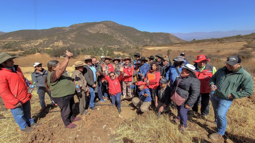Alcaldía de Tarija pone en marcha plantación de 10 mil plantines de olivo en parcelas del área rural