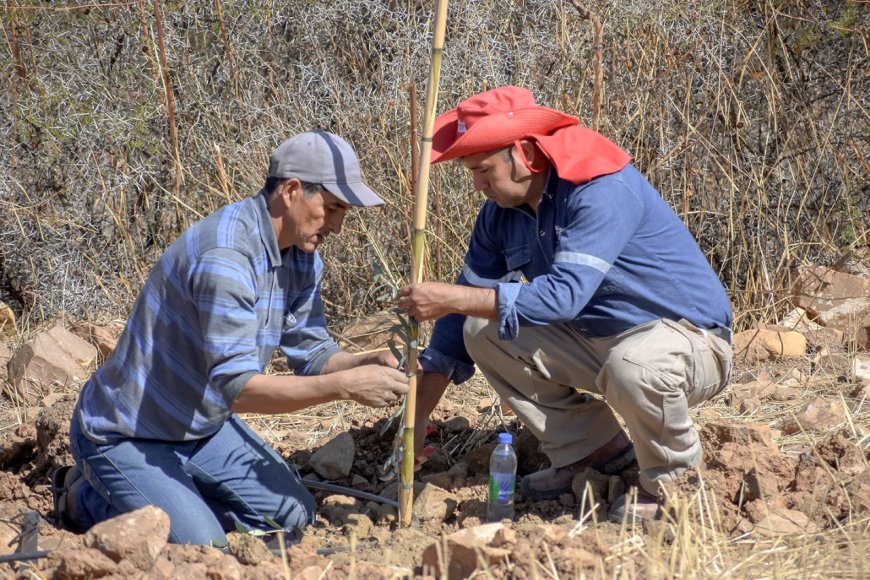 Alcaldía de Tarija pone en marcha plantación de 10 mil plantines de olivo en parcelas del área rural
