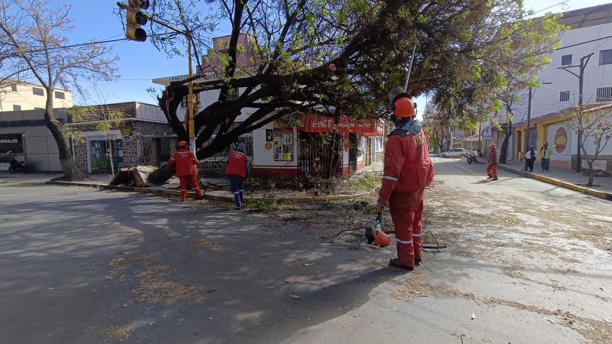 Alcaldía de Tarija moviliza a  más de 300 trabajadores para atender las zonas afectadas por el viento