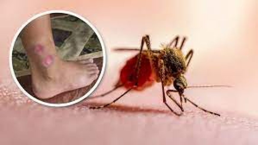 Sedes reporta 203 casos de leishmaniasis en el departamento de Pando