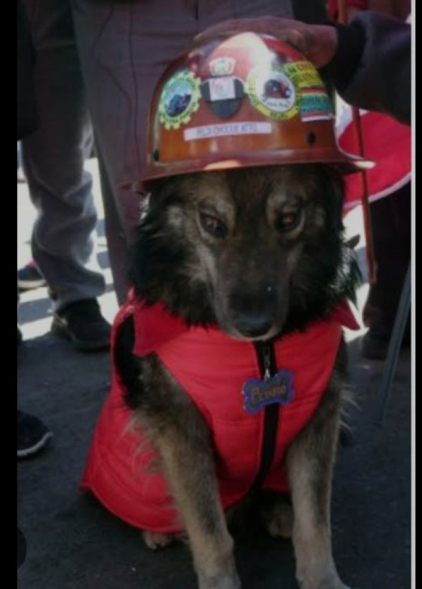 Petardo, el perro símbolo de las movilizaciones en Potosí y que se gano muchos corazones.