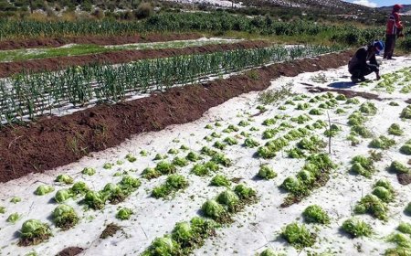 En Potosí las lluvias y granizos dejan más de 200 familias afectadas