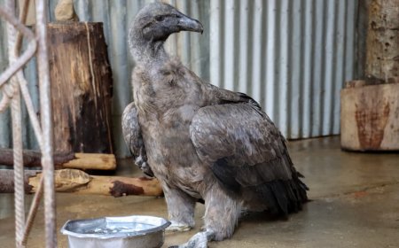 Alcaldía de Tarija rescata a un cóndor andino