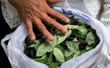 La ONU registró un incremento del cultivo de la hoja de coca en Bolivia