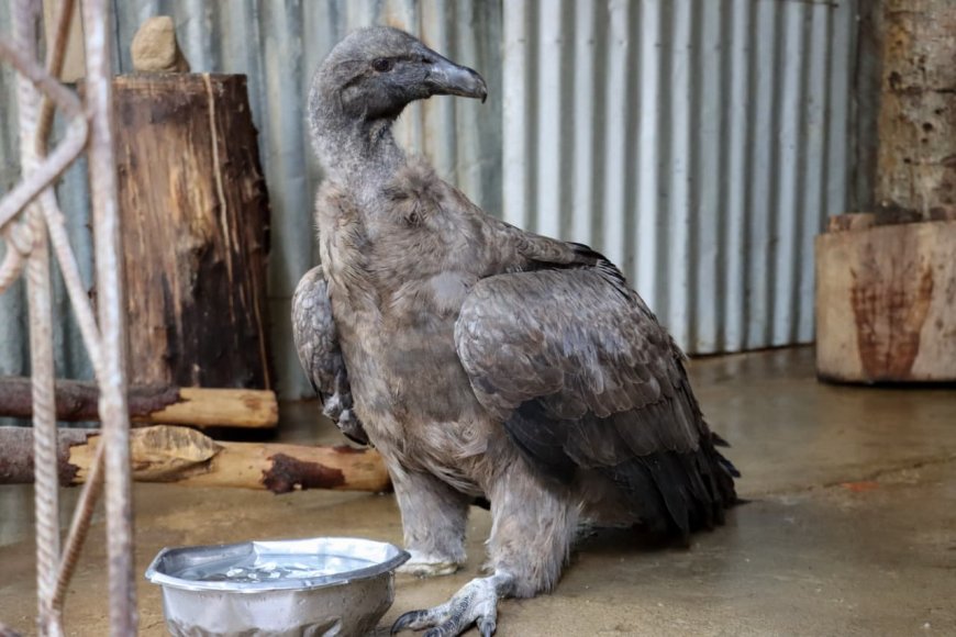 Alcaldía de Tarija rescata a un cóndor andino