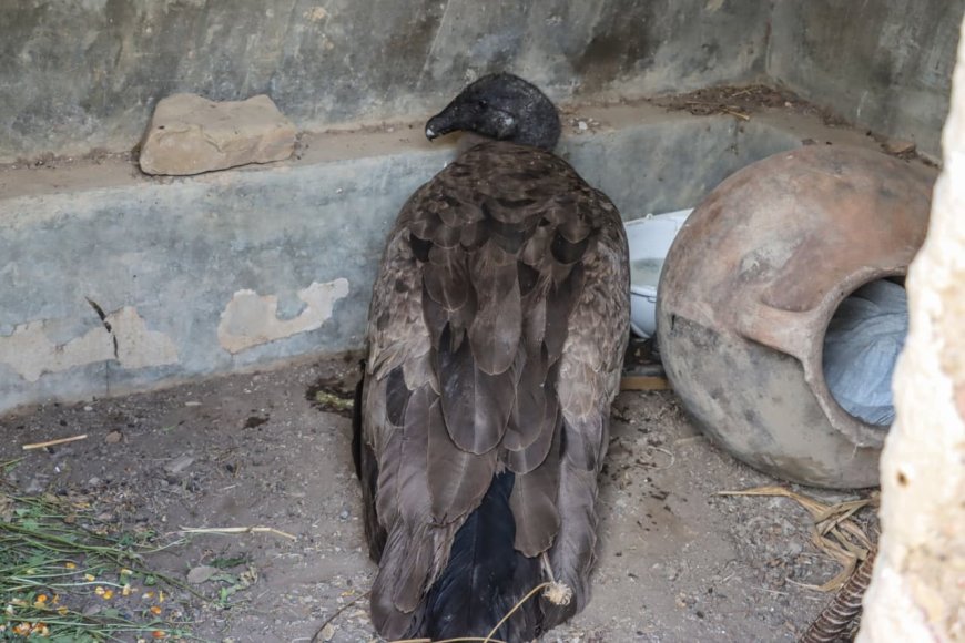 Alcaldía de Tarija rescata a un cóndor andino