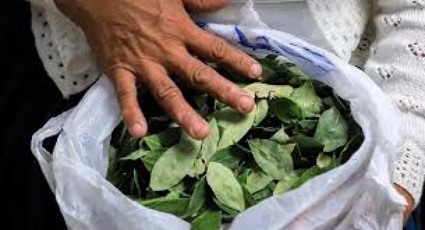 La ONU registró un incremento del cultivo de la hoja de coca en Bolivia
